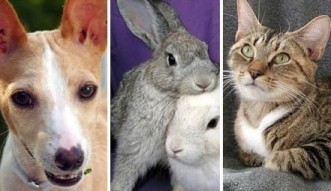SPCA TAMPA BAY