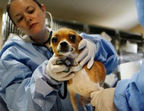 SPCA TAMPA BAY